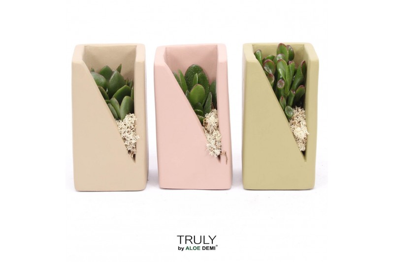 Arrangementen succulenten TRULY Crassula, Meles concrete moss - Green  