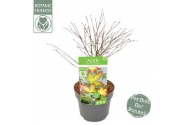 Acer palmatum little princess Acer palm. Little Princess