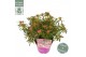 Rhododendron Azalea Starstyle Lila ® 
