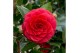 Camellia japonica Camellia jap. Black Lace Premium15 bl. 