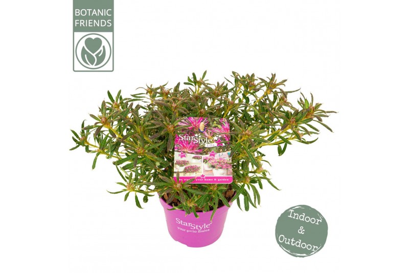 Rhododendron Azalea Starstyle Lila ® 