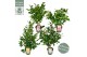 Camellia japonica Camellia jap. Diverse mix Premium15 bl. 3 kleuren pe 