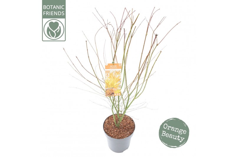 Acer palmatum Acer palm. Orange Lace ® 