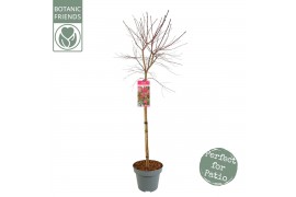 Acer palmatum beni-maiko Acer palm. Beni Maiko C14 halfstam80 cm cm st