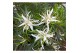 Rhododendron Azalea Starstyle White ® 
