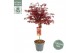 Acer palmatum shaina Acer palm. Shaina C14 laagstam40 cm cm stam 