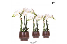Phalaenopsis multiflora wit Kolibri Orchids Phalaenopsis white 3 spike