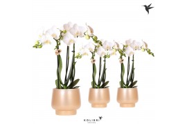 Phalaenopsis multiflora wit Kolibri Orchids Phalaenopsis white 3 spike