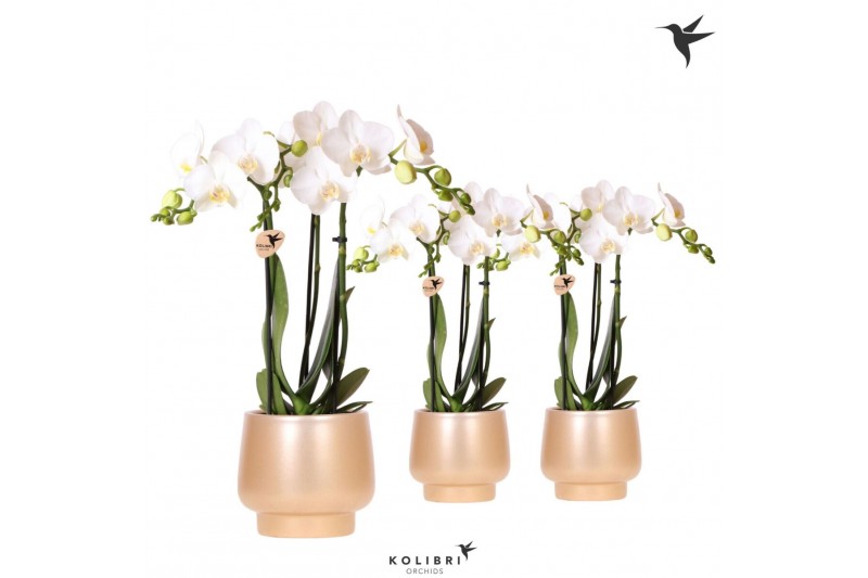 Phalaenopsis multiflora wit Kolibri Orchids Phalaenopsis white 3 spike 
