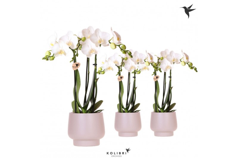 Phalaenopsis multiflora wit Kolibri Orchids Phalaenopsis white 3 spike 
