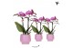 Phalaenopsis multiflora paars Kolibri Orchids Phalaenopsis violet 2spi 