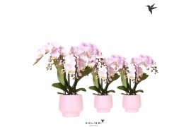 Phalaenopsis multiflora roze Kolibri Orchids Phalaenopsis pink 3 spike