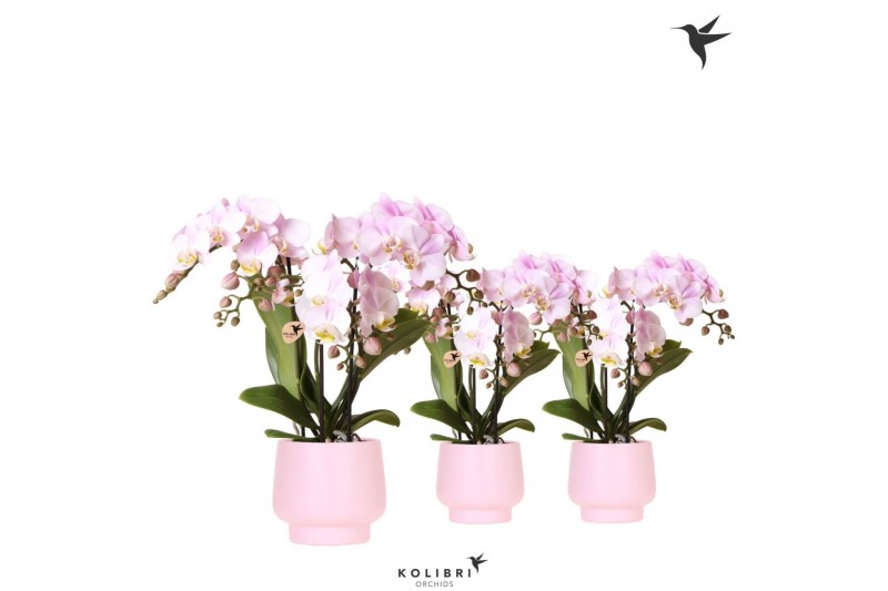 Phalaenopsis multiflora roze Kolibri Orchids Phalaenopsis pink 3 spike 