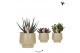 Succulenten mix Kolibri Greens Succulenten mix in Scandic pot green1 p 