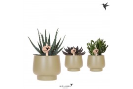 Succulenten mix Kolibri Greens Succulenten mix in Scandic pot green1 p