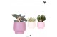 Succulenten mix Kolibri Greens Succulenten mix in Scandic pot pink mix 