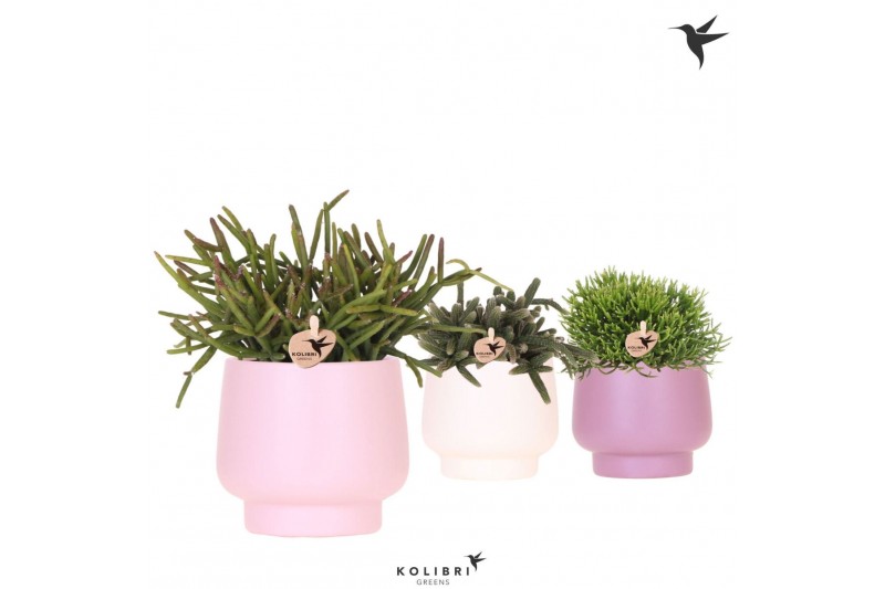 Rhipsalis mix Kolibri Greens Rhipsalis mix in Scandic pot pink mix1 pp 