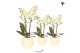 Phalaenopsis multiflora geel Kolibri Orchids Phalaenopsis yellow 2spik 