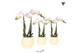 Phalaenopsis multiflora wit Kolibri Orchids Phalaenopsis white 2 spike