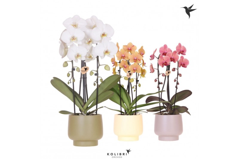 Phalaenopsis elegant cascade Kolibri Orchids Cascade Niagara fall 2 sp 