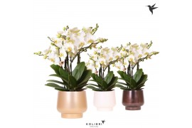 Phalaenopsis multiflora anthura lausanne Kolibri Orchids Phalaenopsis 