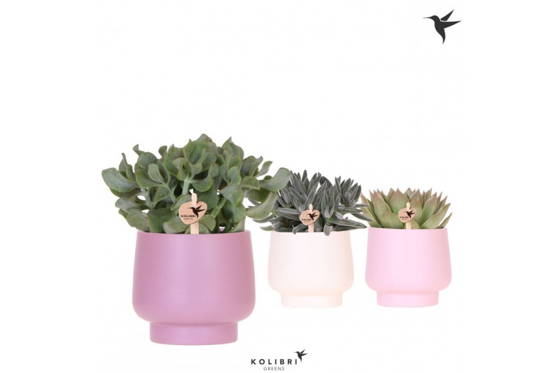 Succulenten mix Kolibri Greens Succulenten mix in Scandic pot pink mix 