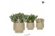 Succulenten mix Kolibri Greens Succulenten mix in Scandic pot green1 p 