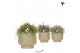 Rhipsalis mix Kolibri Greens Rhipsalis mix in Scandic pot green1 pp 