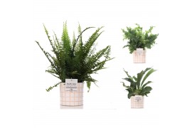 Varens mix Varenmix in Pure Tirza