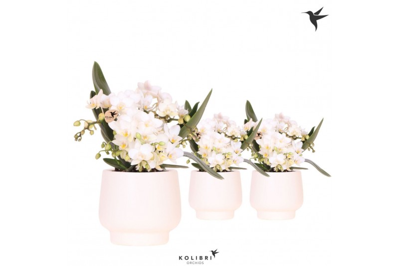 Phalaenopsis Anthura  Nazare Kolibri Orchids Phalaenopsis Nazare 4 spi 