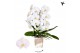 Phalaenopsis elegant cascade Kolibri Orchids Cascade Niagara fall Midd 