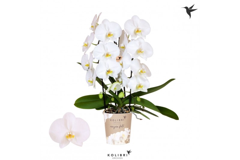 Phalaenopsis elegant cascade Kolibri Orchids Cascade Niagara fall Midd 