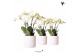 Phalaenopsis wit Kolibri Orchids Phalaenopsis Ghent in Diamond pot whi 