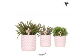 Rhipsalis mix Kolibri Greens Rhipsalis mix in Diamond pot nude1 pp