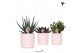 Succulenten mix Kolibri Greens Succulenten mix in Diamond pot nude1 pp 