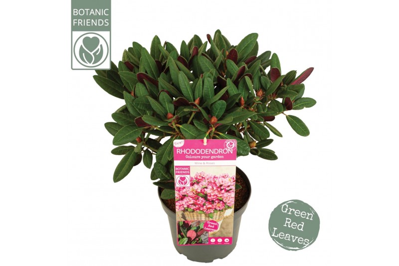 Rhododendron Rhododendron Wine & Roses ® 