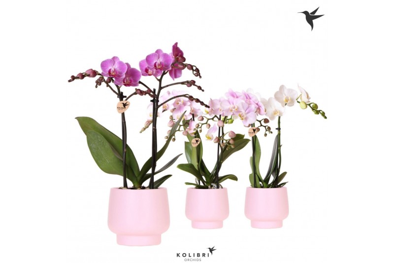 Phalaenopsis mix Kolibri Orchids Phalaenopsis pink 2 spike in Scandic  