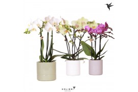 Phalaenopsis multiflora Kolibri Orchids Phalaenopsis mix 3 spike in Pa