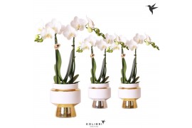 Phalaenopsis multiflora wit Kolibri Orchids Phalaenopsis white 2 spike