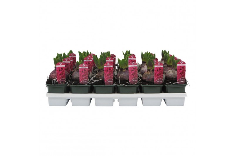 Hyacinthus orientalis jan bos Hyacinthus orientalis Jan Bos 35 bl. 1 p 