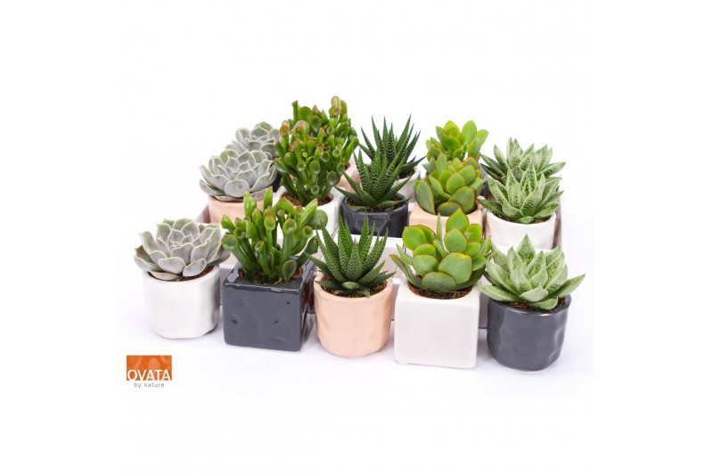 Succulenten mix Succulent mix in Davos 7 