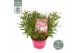 Rhododendron Azalea Starstyle Pink ® 