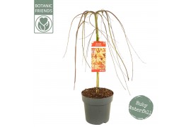 Acer palmatum Acer palm. Cascade Ruby40 cm cm stam