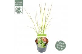 Acer palmatum Acer palm. Going Green®