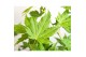 Acer palmatum Acer palm. Going Green® 