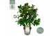 Camellia japonica Camellia jap. Nuccios Gem Premium25 bl. 