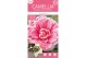 Camellia japonica Camellia jap. Bonomiana Premium25 bl. 