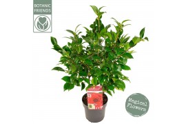 Camellia japonica Camellia jap. Black Lace Premium25 bl.