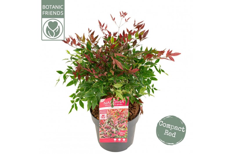 Nandina domestica Nandina dom. Pretty Flamingo 