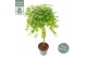 Acer palmatum Acer palm. Cascade Emerald C14 halfstam 
